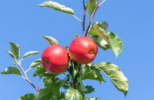 Elstar æbletræ - hvorfor du bør vælge Elstar have